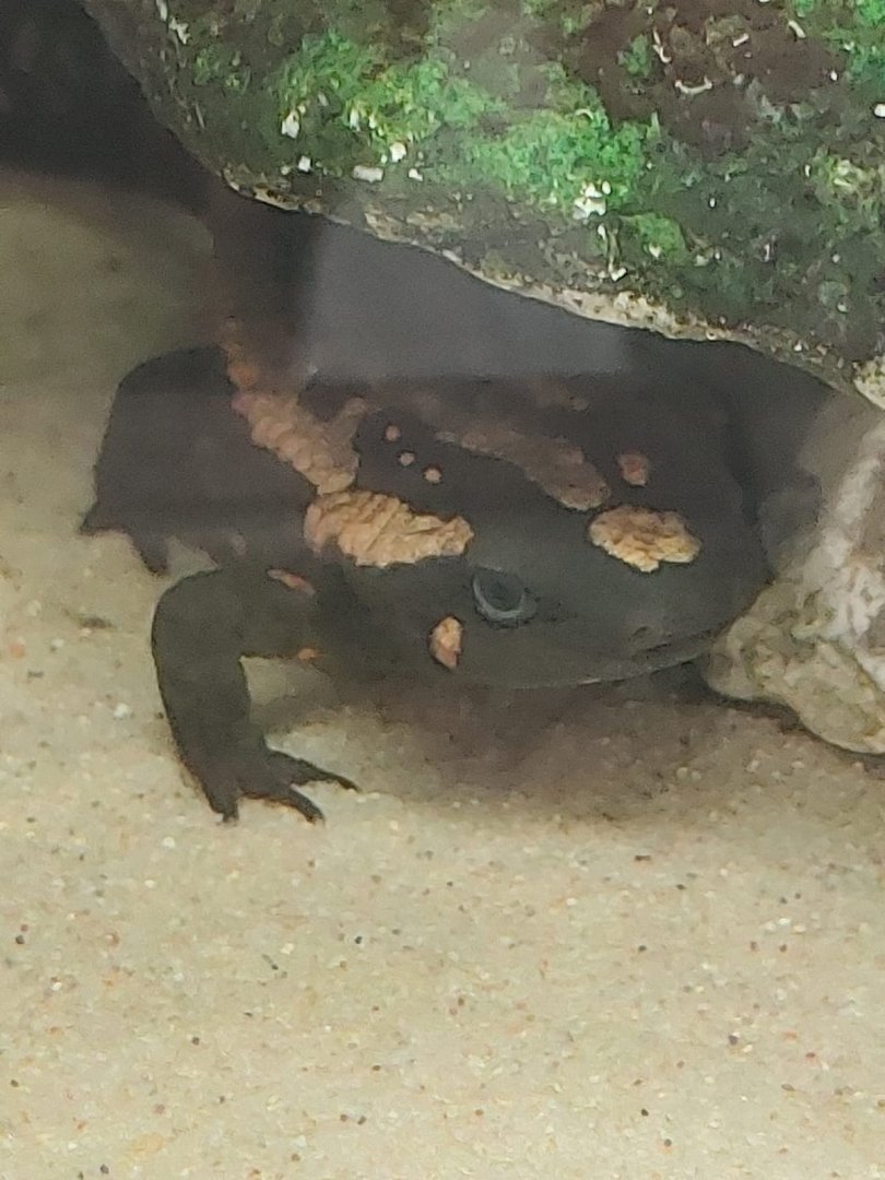 Amphibian Ark - Laos warty newt 240222