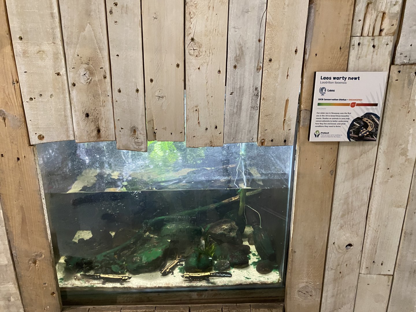 Amphibian Ark - Laos warty newt exhibit 050224