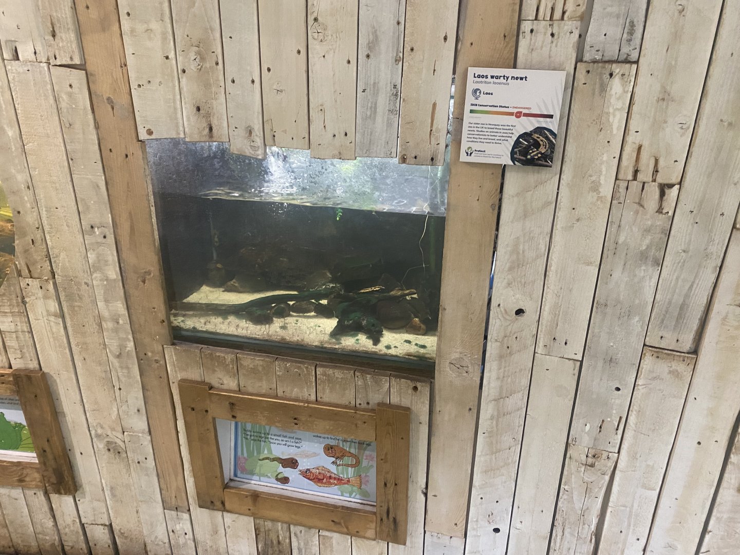 Amphibian Ark - Laos warty newt exhibit 130624