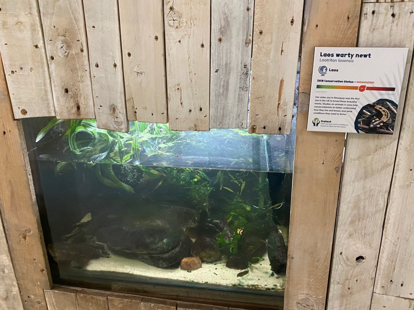 Amphibian Ark - Laos warty newt exhibit 290923