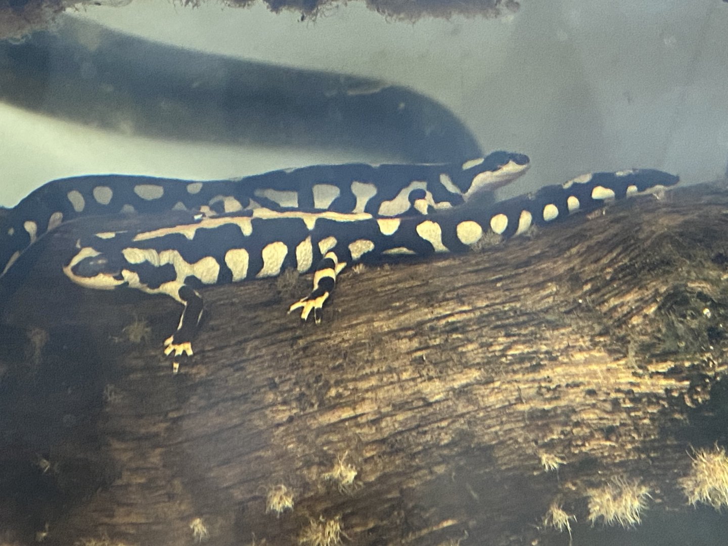 Amphibian Ark - Luristan newts 050224