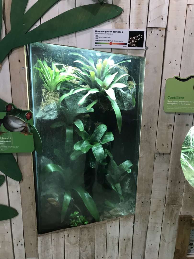 Amphibian Ark - Maranon poison dart frog vivarium 050119