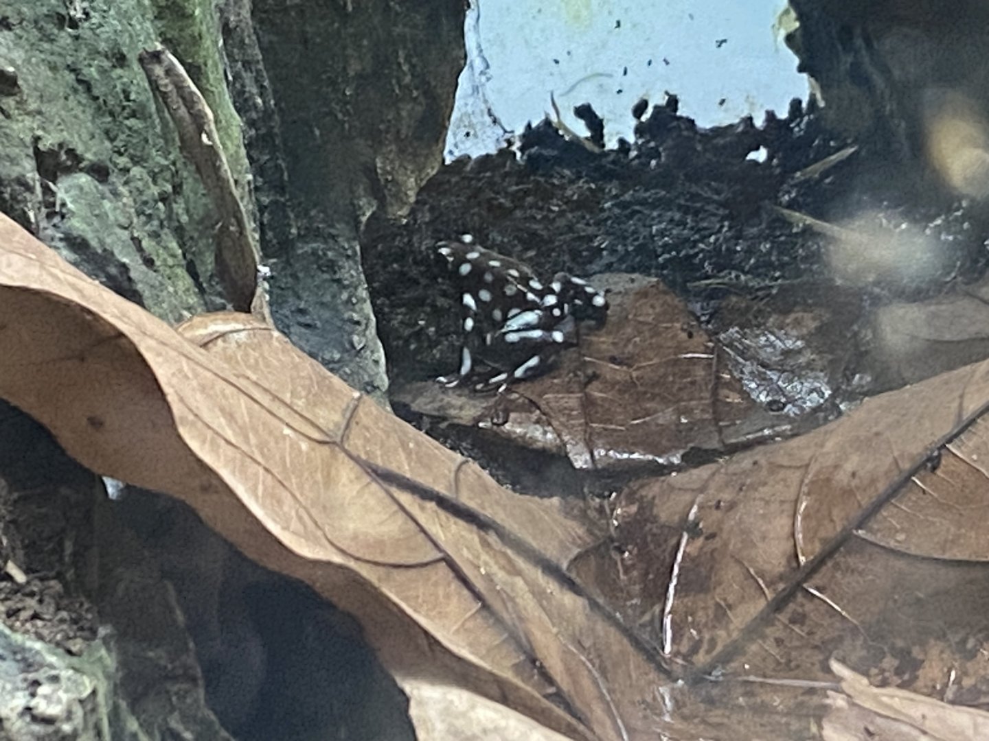 Amphibian Ark - Maranon poison frog 050224