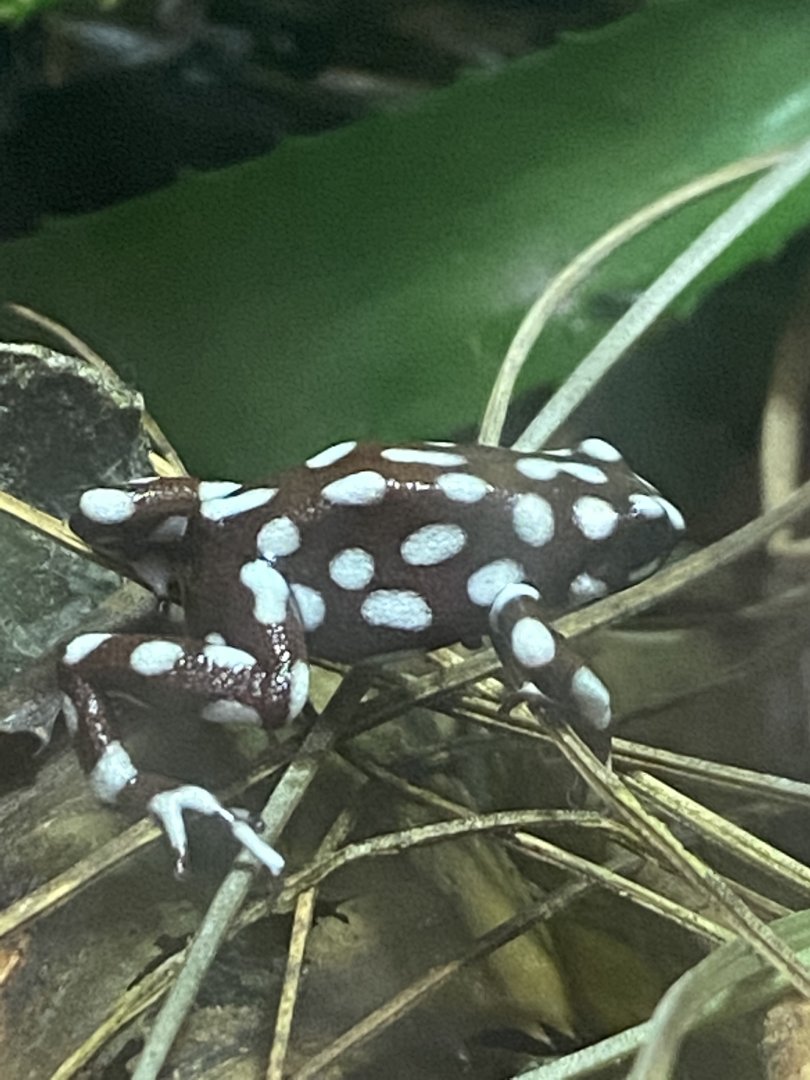 Amphibian Ark - Maranon poison frog 181020