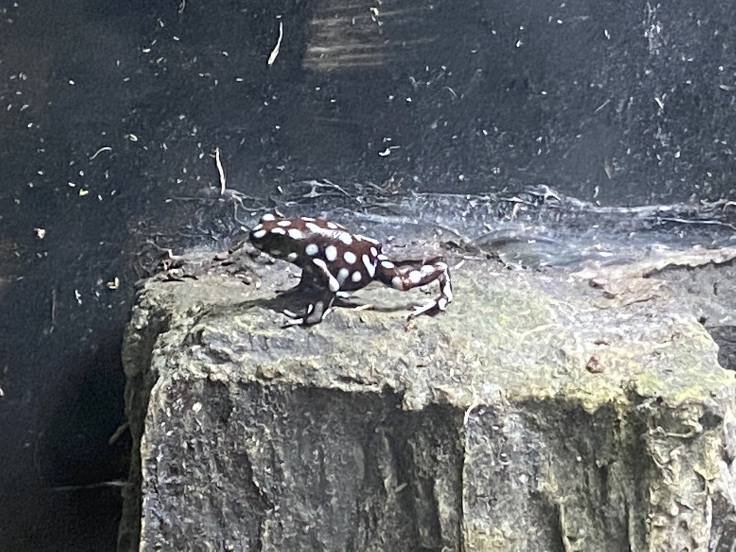 Amphibian Ark - Maranon poison frog 201121