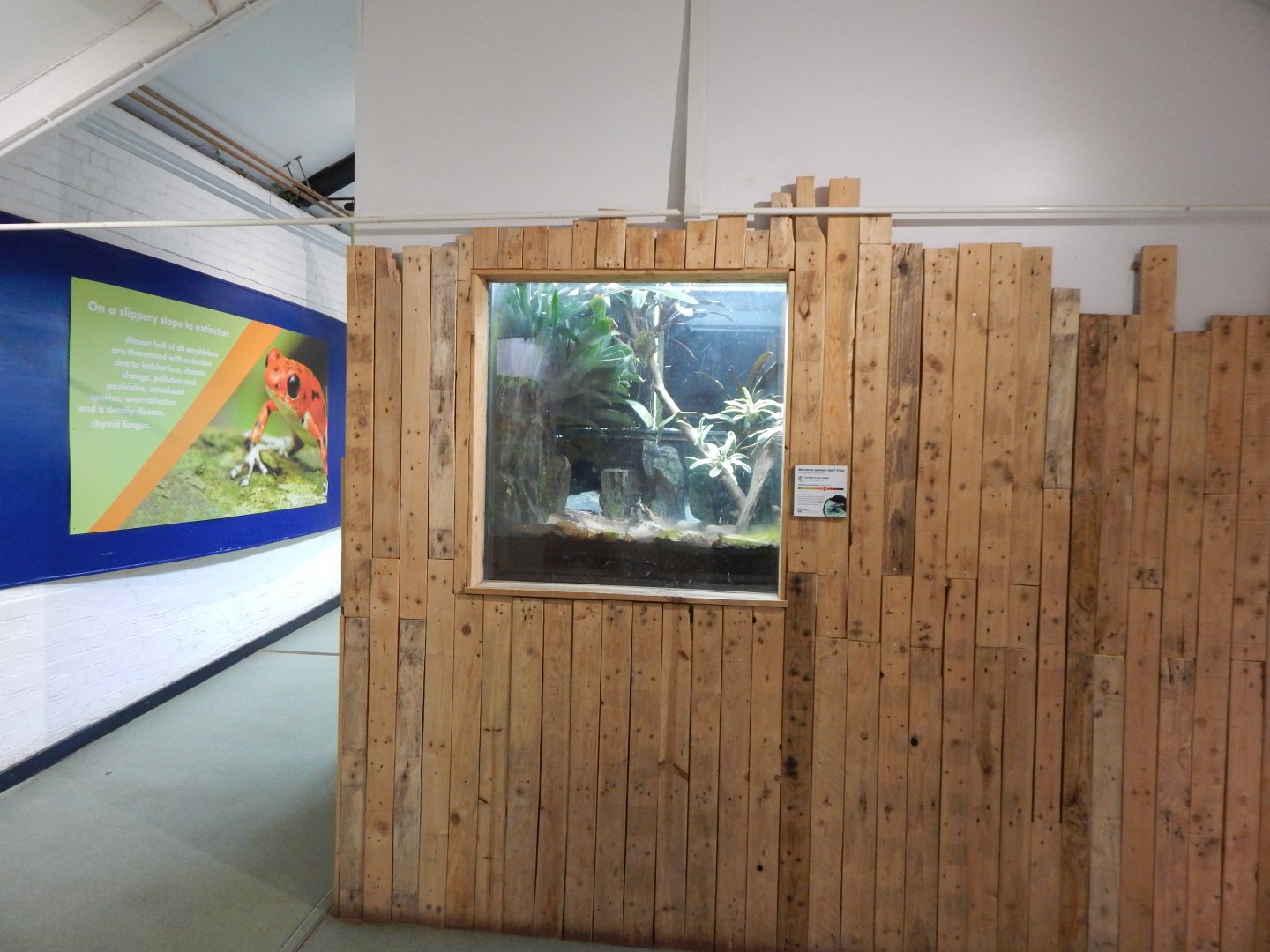 Amphibian Ark - Maranon poison frog exhibit 050224