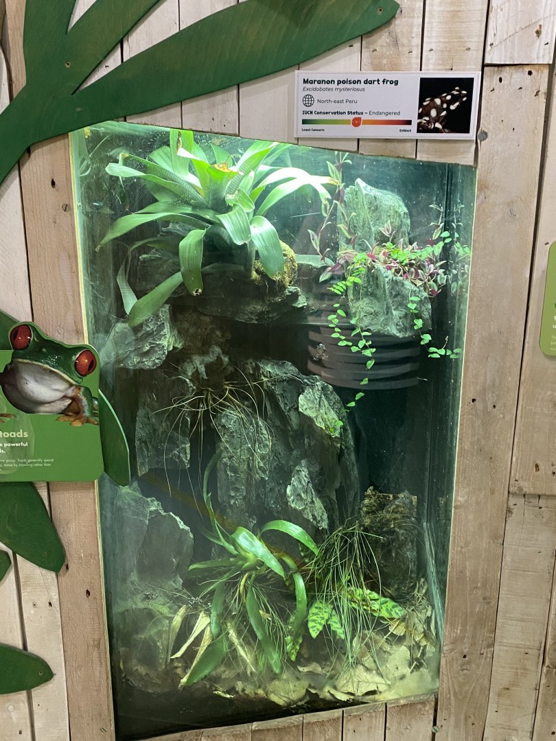 Amphibian Ark - Maranon poison frog exhibit 181020