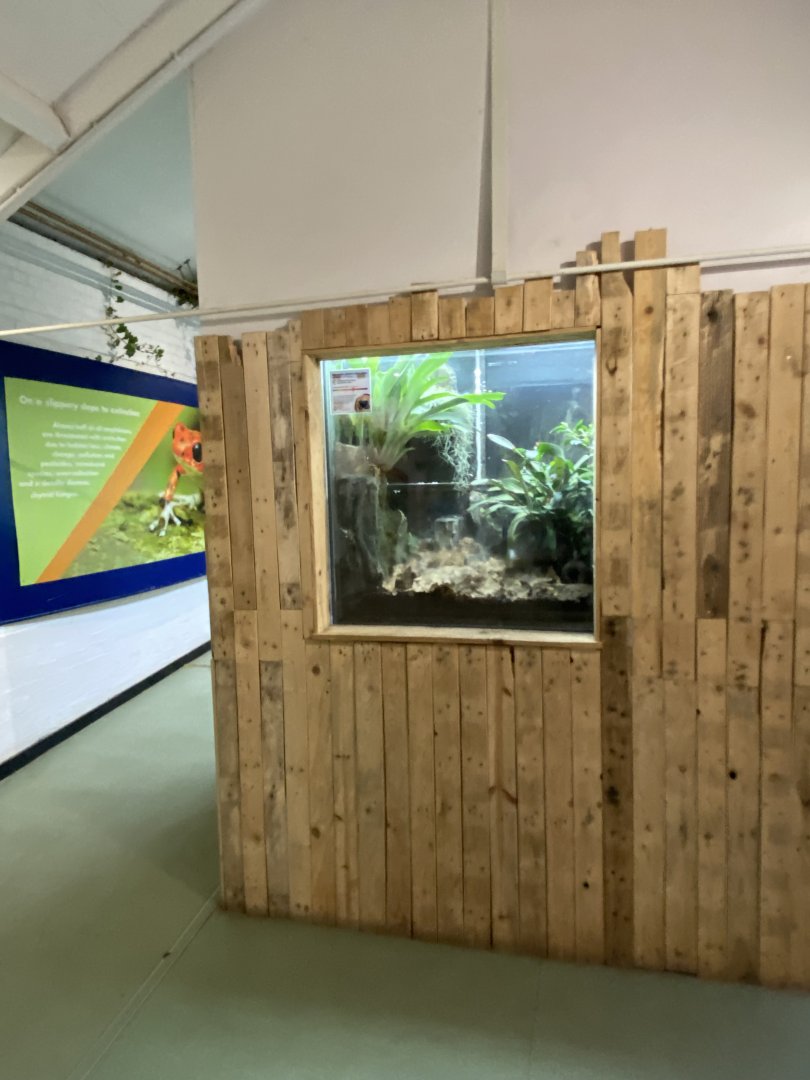 Amphibian Ark - Maranon poison frog exhibit 201121