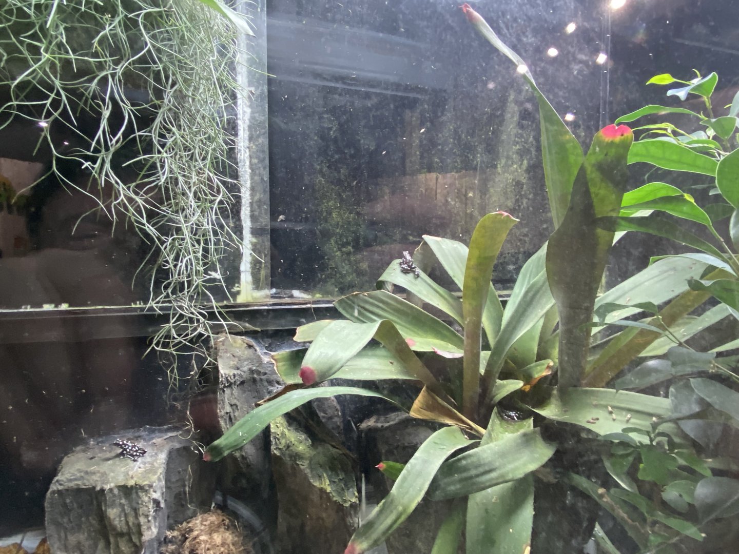 Amphibian Ark - Maranon poison frog exhibit 201121