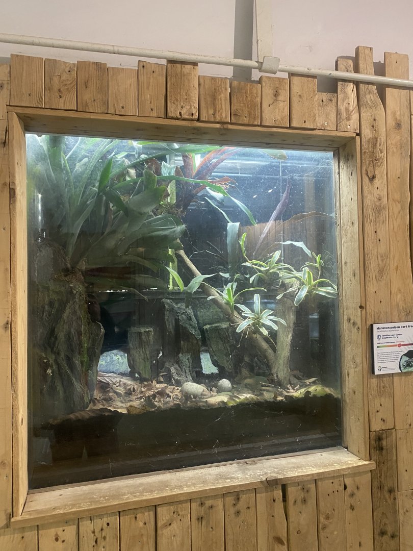 Amphibian Ark - Maranon poswu exhibit 130624