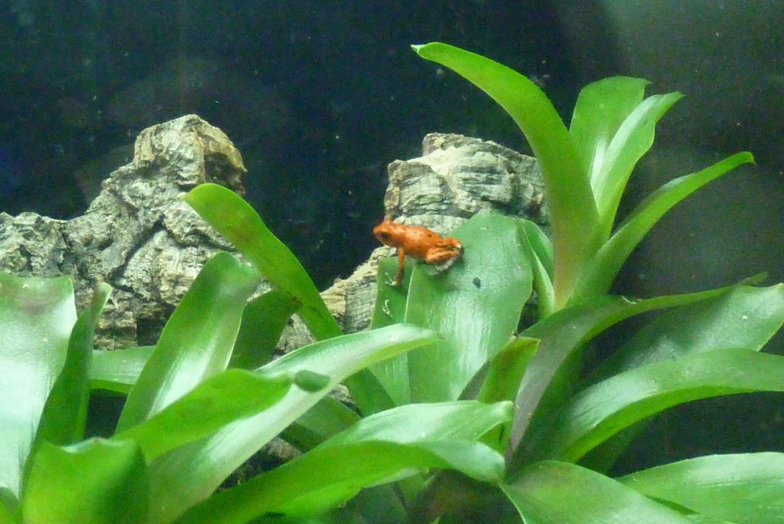 Amphibian Ark, May 2017