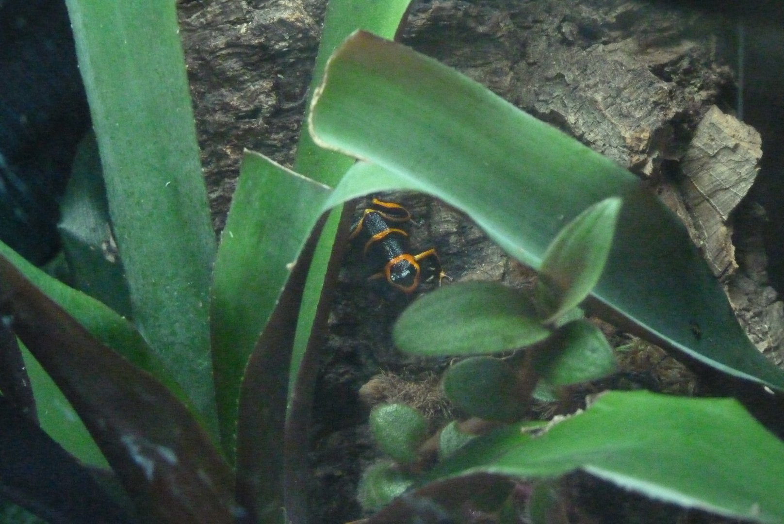 Amphibian Ark,  May 2017