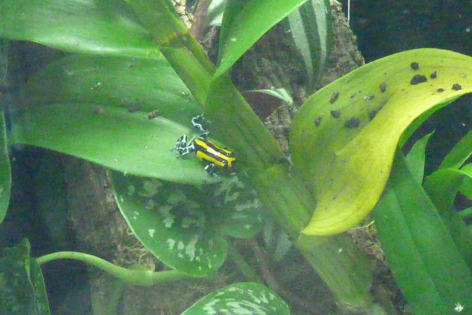 Amphibian Ark, May 2017