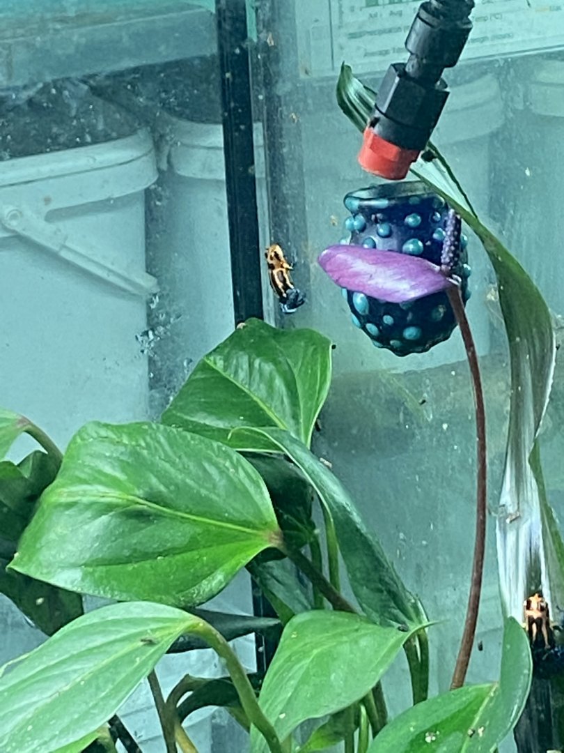 Amphibian Ark - Mimic poison frog 181020