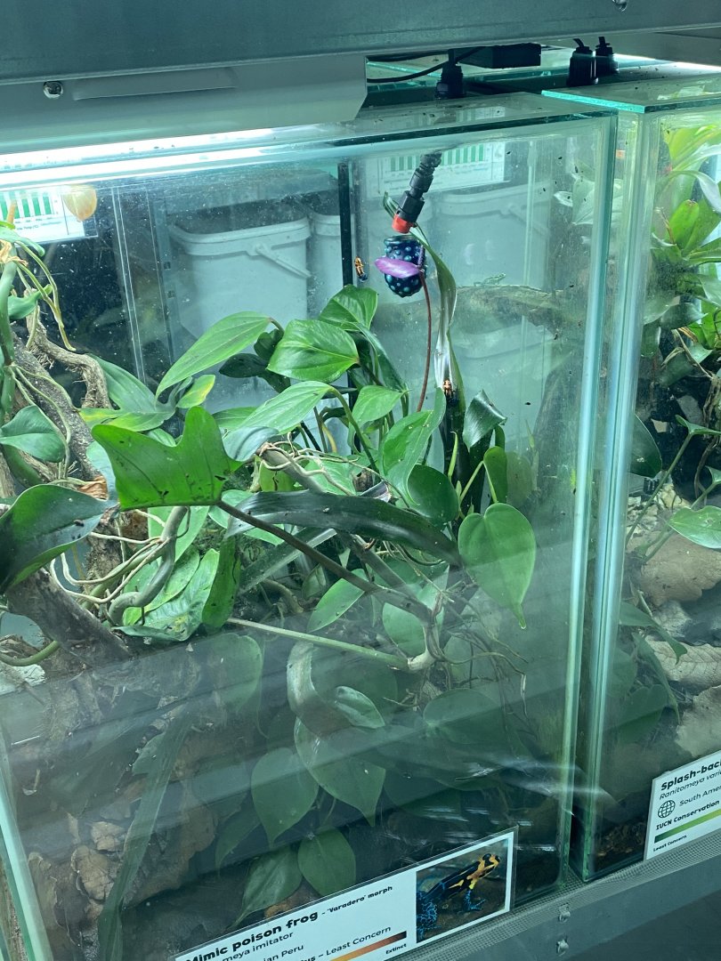 Amphibian Ark - Mimic poison frog vivarium 181020