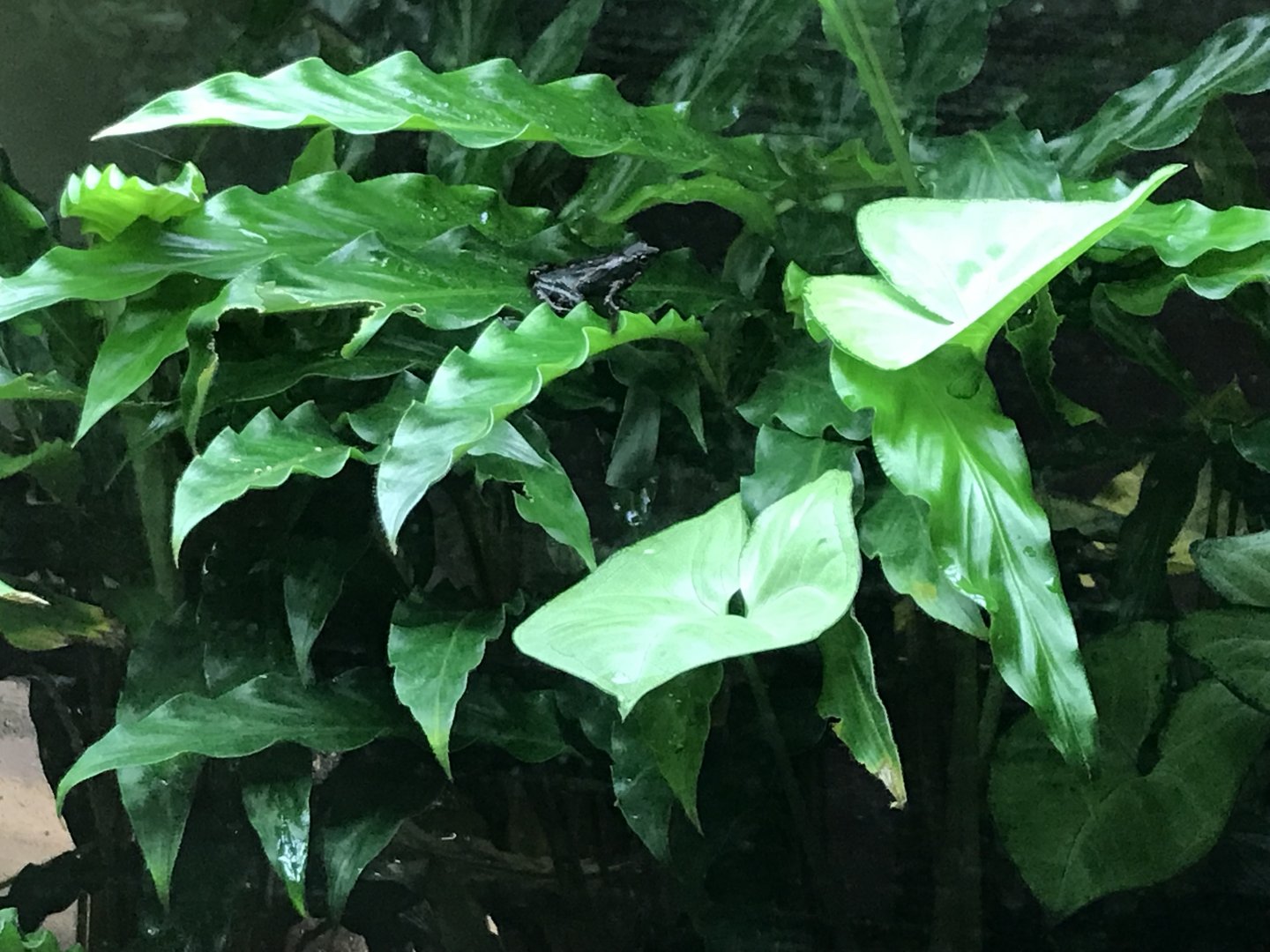 Amphibian Ark - Pebas stubfoot toad 050119