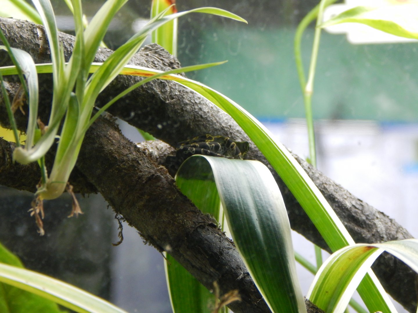 Amphibian Ark - Pebas stubfoot toad 050224