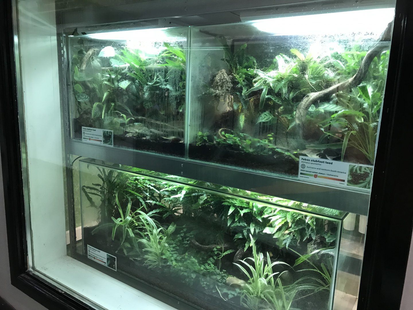 Amphibian Ark - Pebas stubfoot toad vivaria 050119