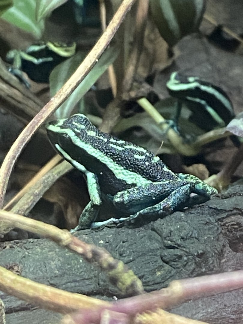 Amphibian Ark - Pleasing poison frog 181020