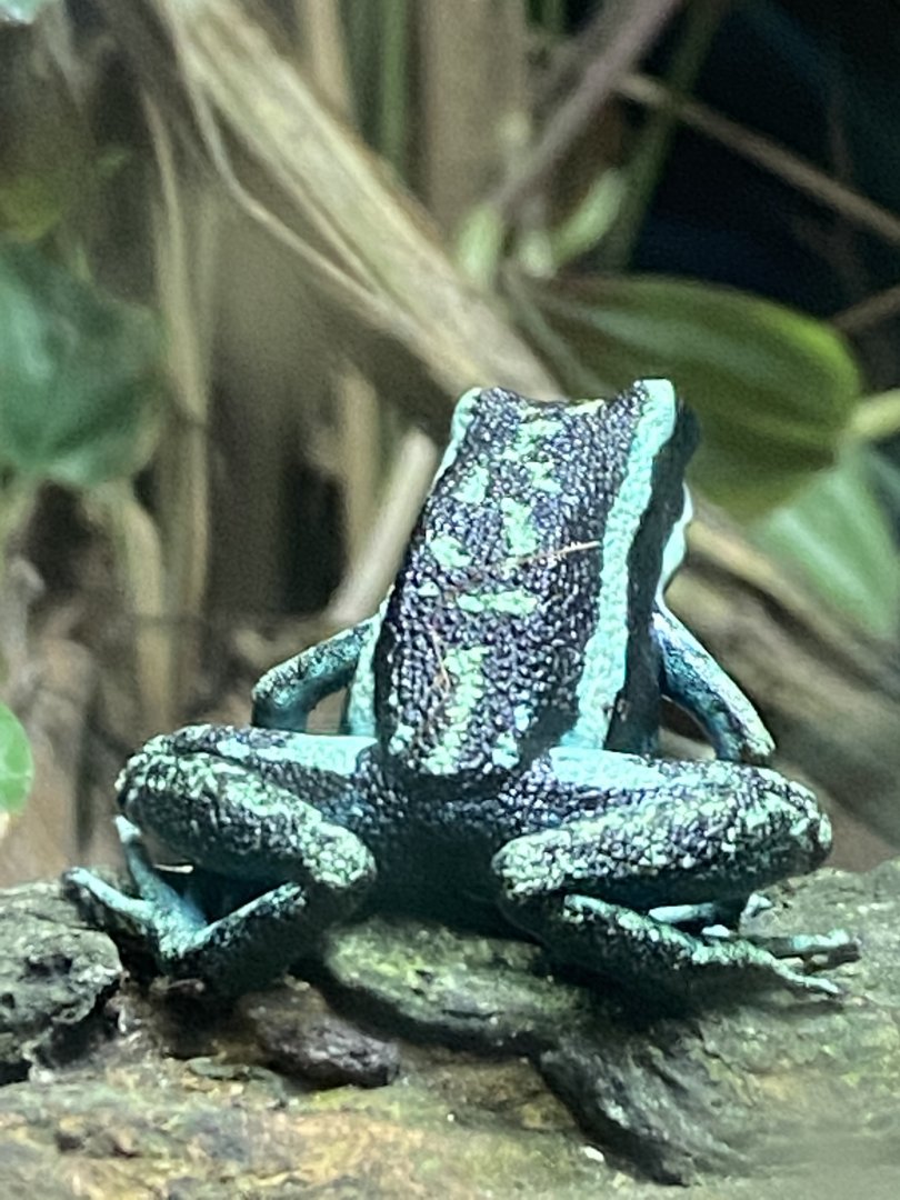 Amphibian Ark - Pleasing poison frog 181020