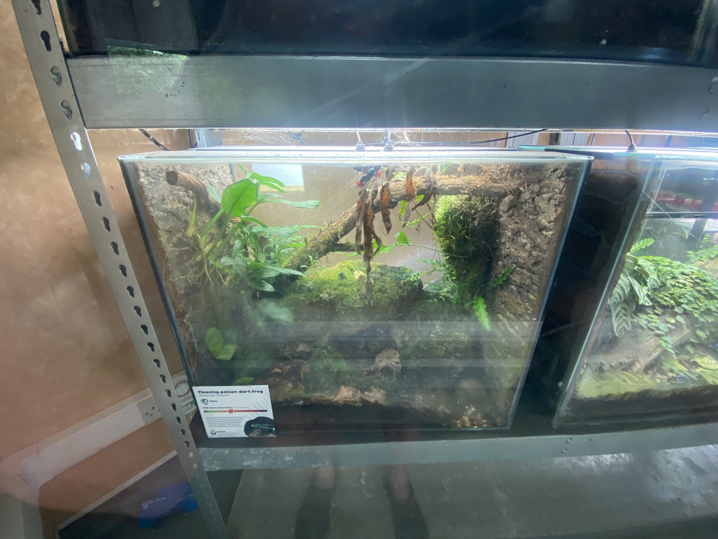 Amphibian Ark - Pleasing poison frog exhibit 130624