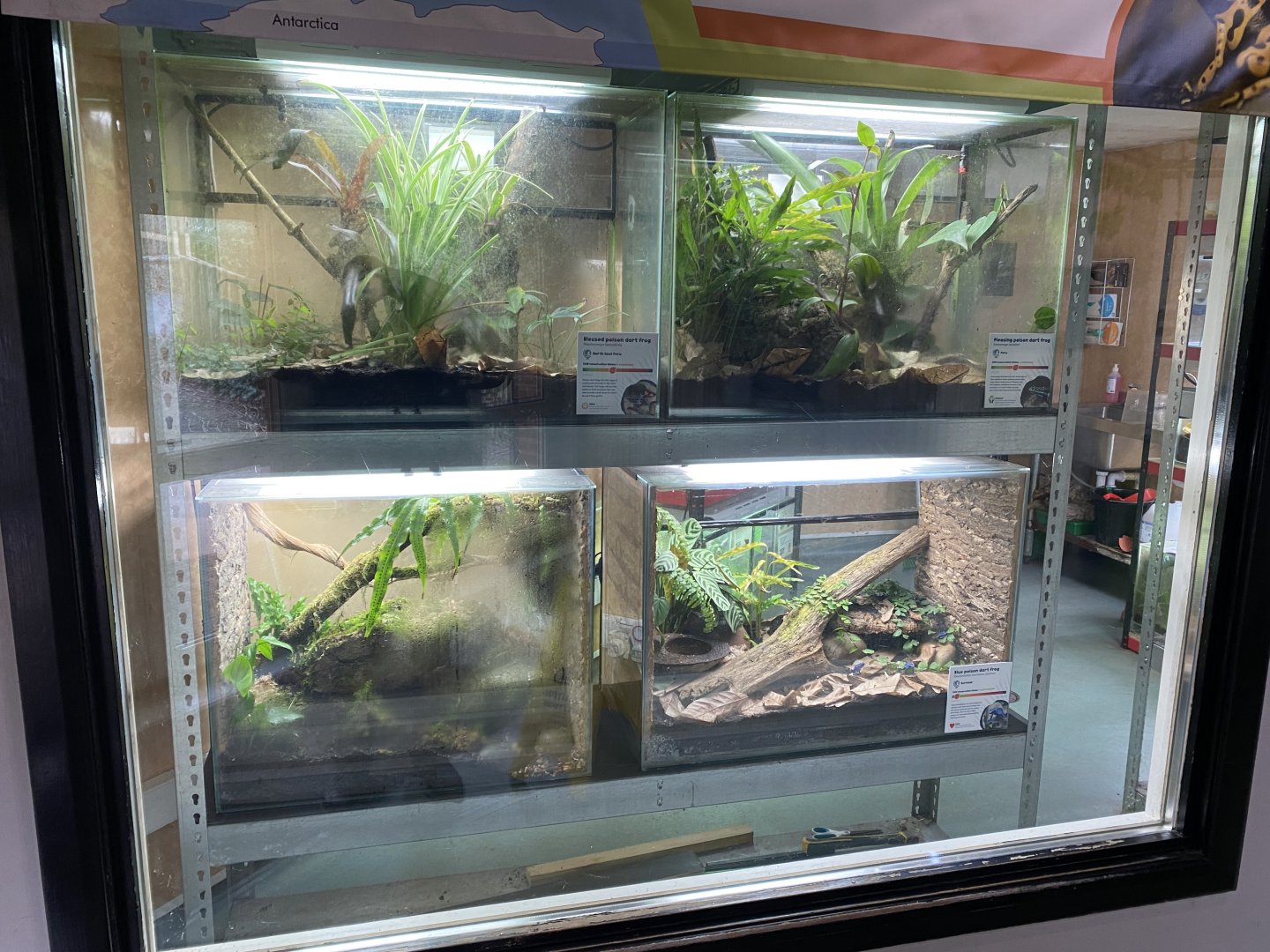 Amphibian Ark - Poison dart frog exhibits 050224