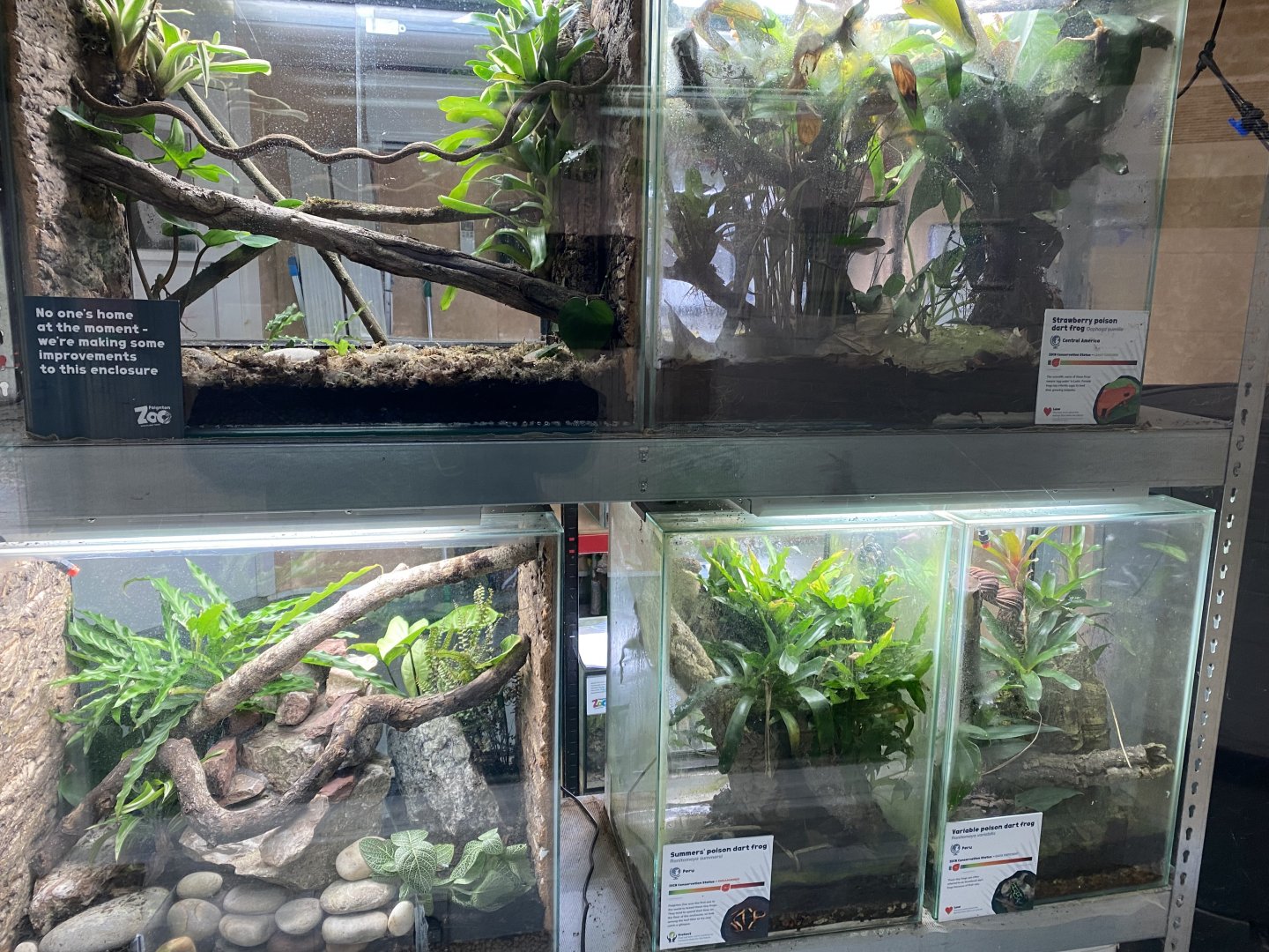 Amphibian Ark - Poison dart frog exhibits 050224