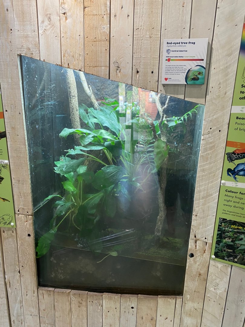 Amphibian Ark - Red-eyed tree frog exhibit 290923