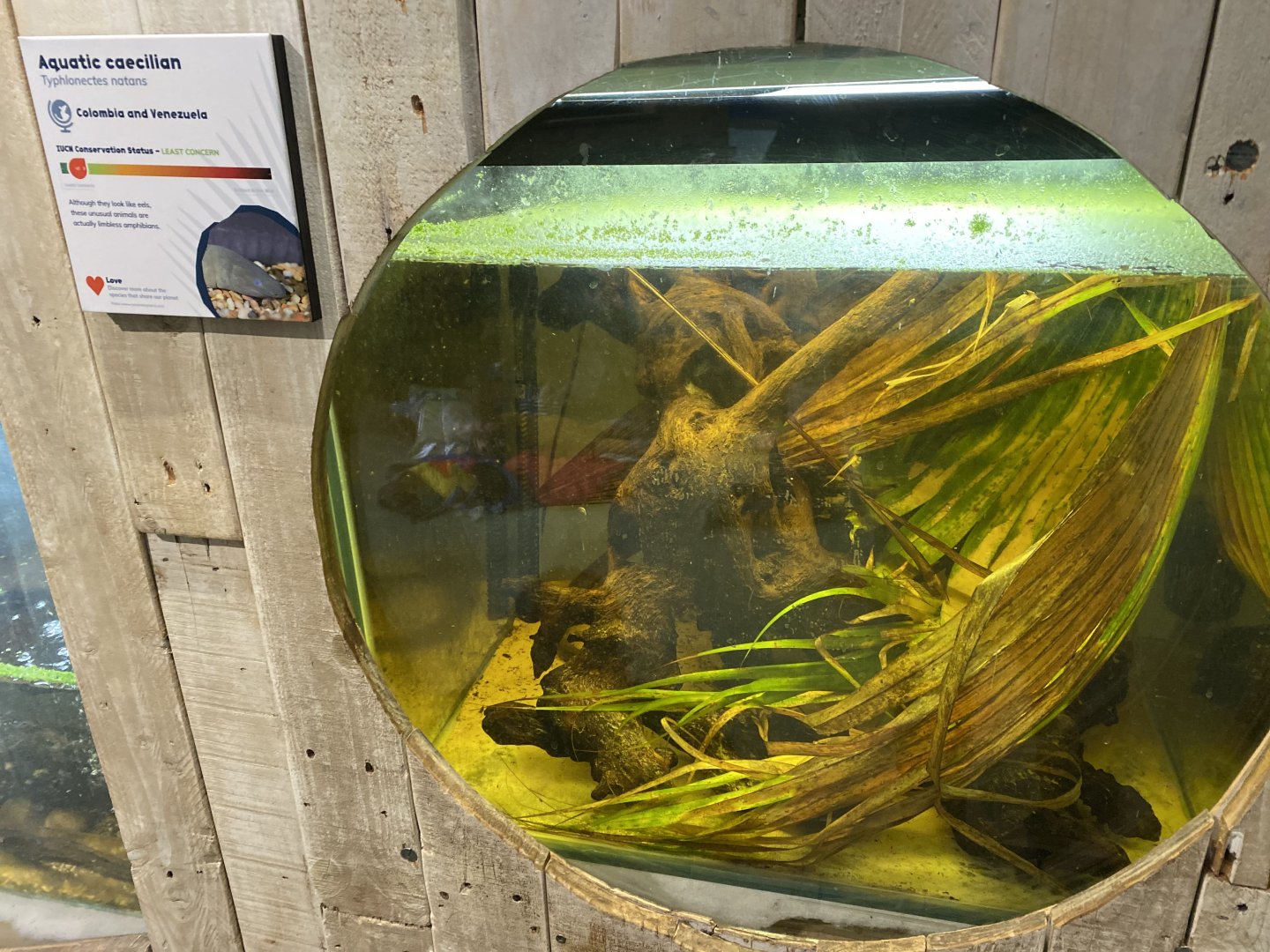 Amphibian Ark - Rio Cauca caecilian exhibit 050224