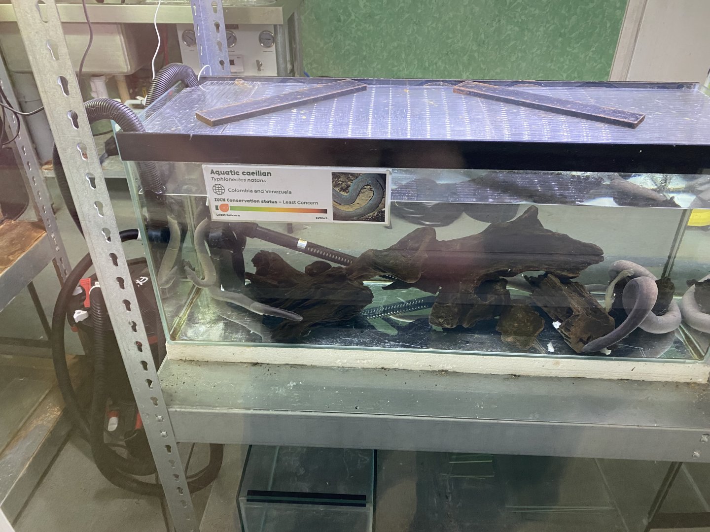 Amphibian Ark - Rio Cauca caecilian exhibit 201121