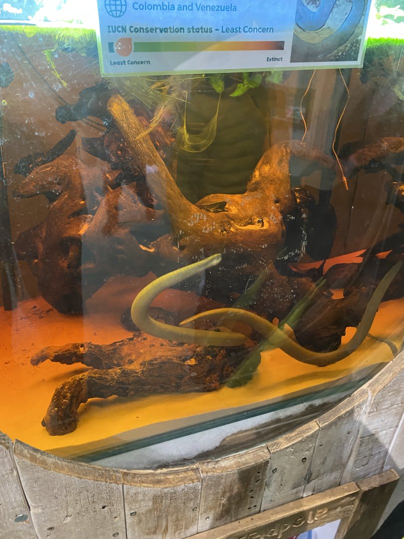 Amphibian Ark - Rio Cauca caecilian exhibit 240222