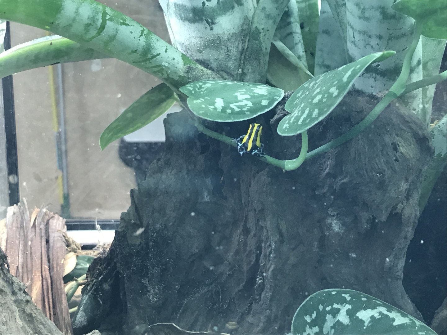 Amphibian Ark - Sira poison frog 050119