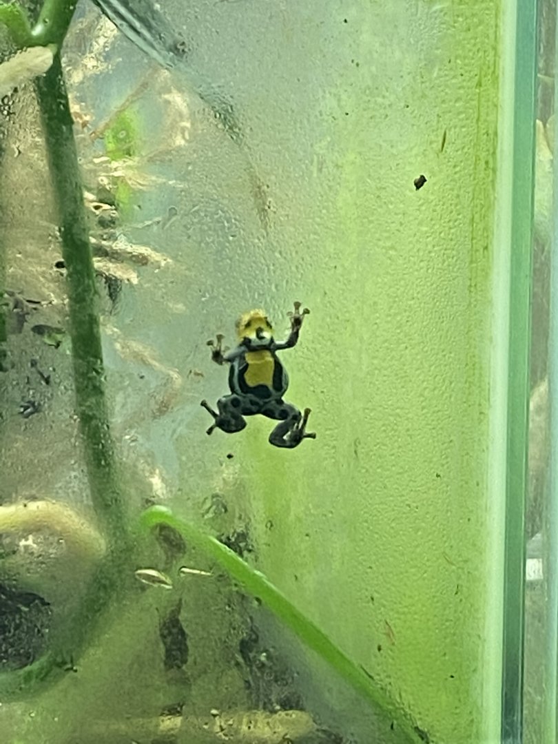 Amphibian Ark - Sira poison frog 181020