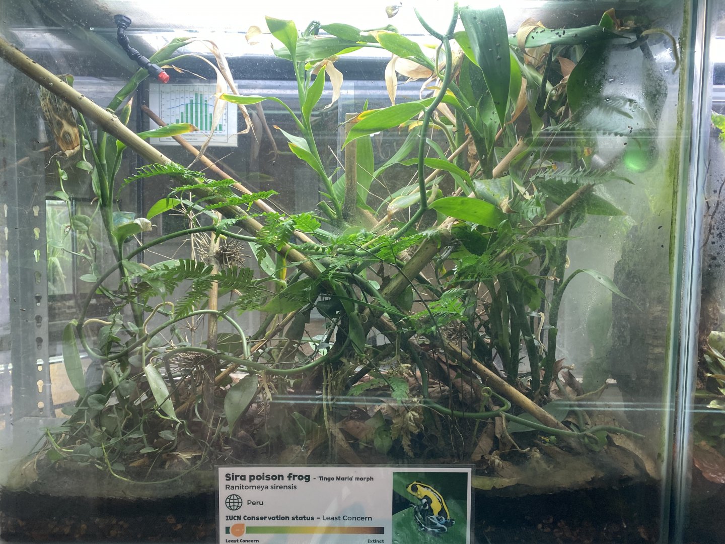 Amphibian Ark - Sira poison frog exhibit 201121