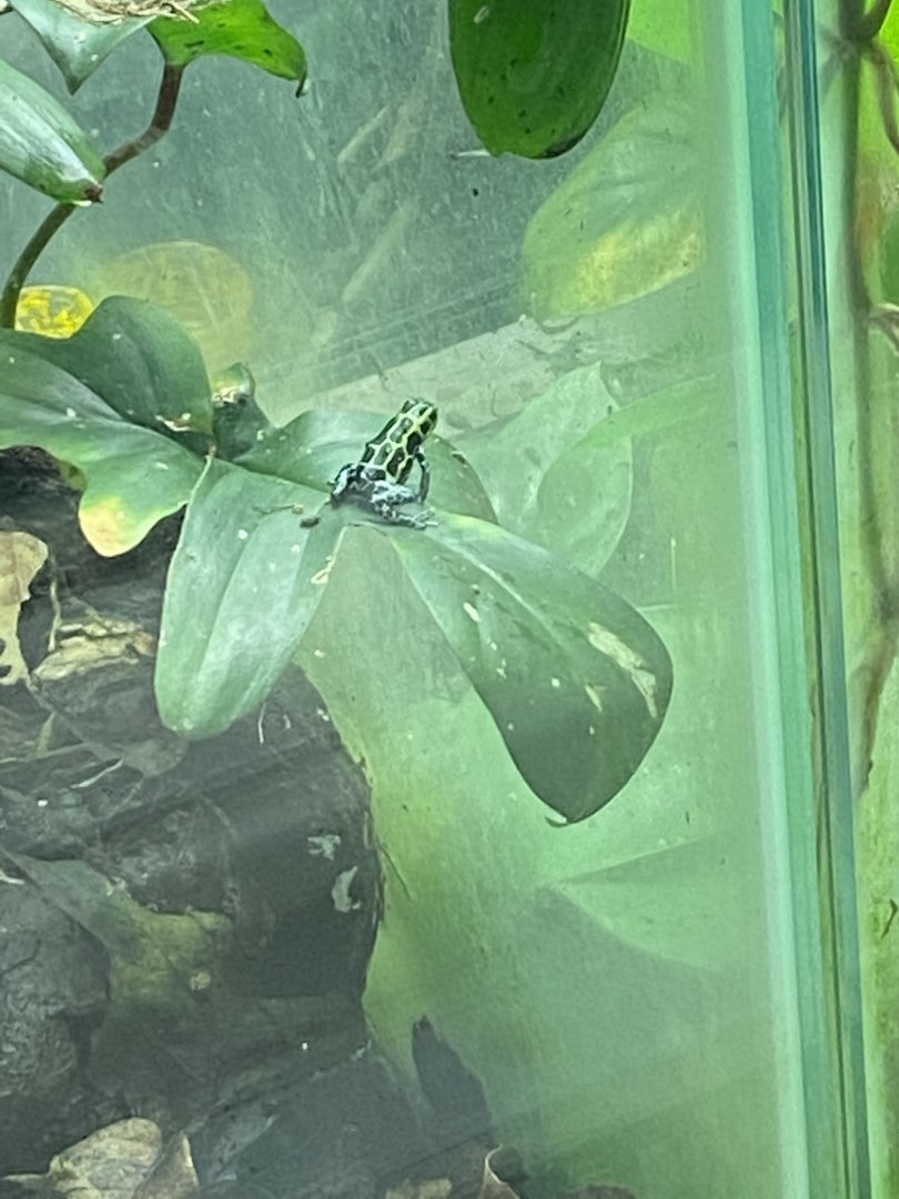 Amphibian Ark - Splashback poison frog 181020