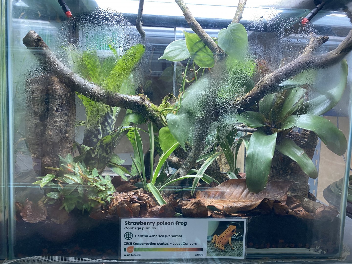 Amphibian Ark - Strawberry poison frog exhibit 201121