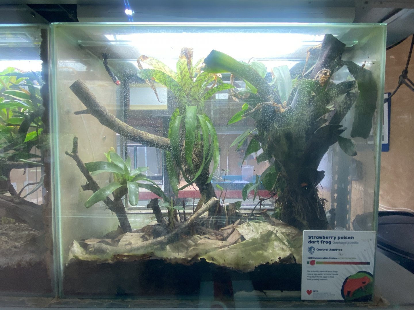 Amphibian Ark - Strawberry poison frogs exhibit 130624