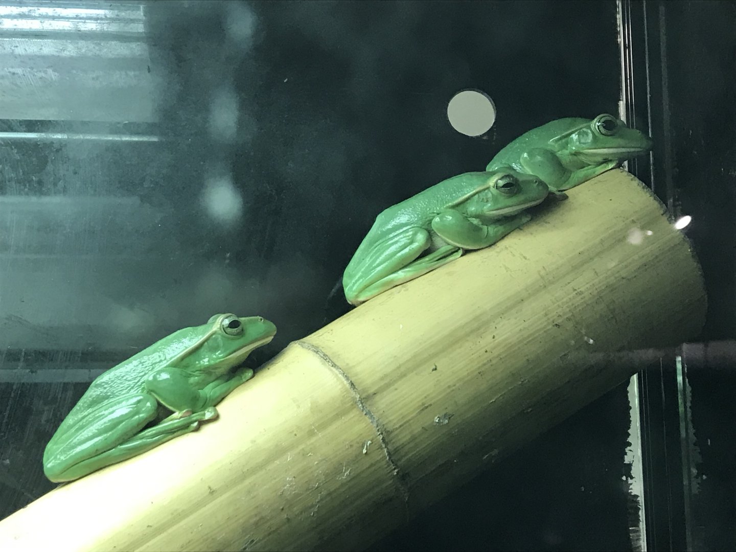 Amphibian Ark - Thao whipping frogs 050119
