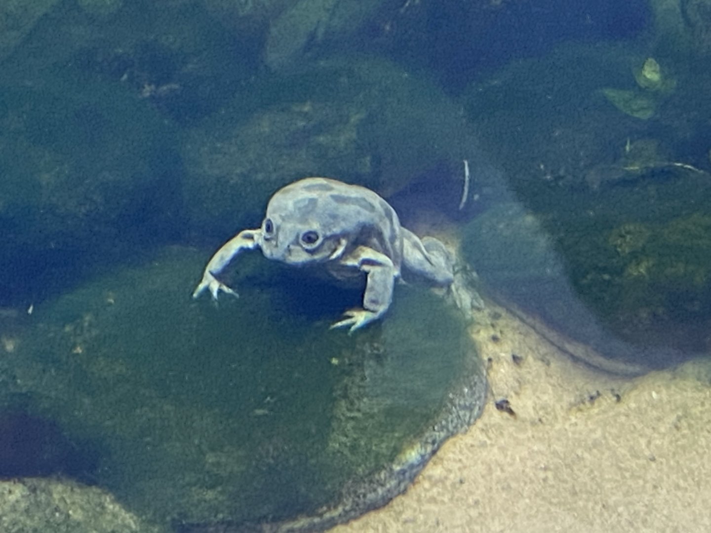 Amphibian Ark - Titicaca water frog 050224