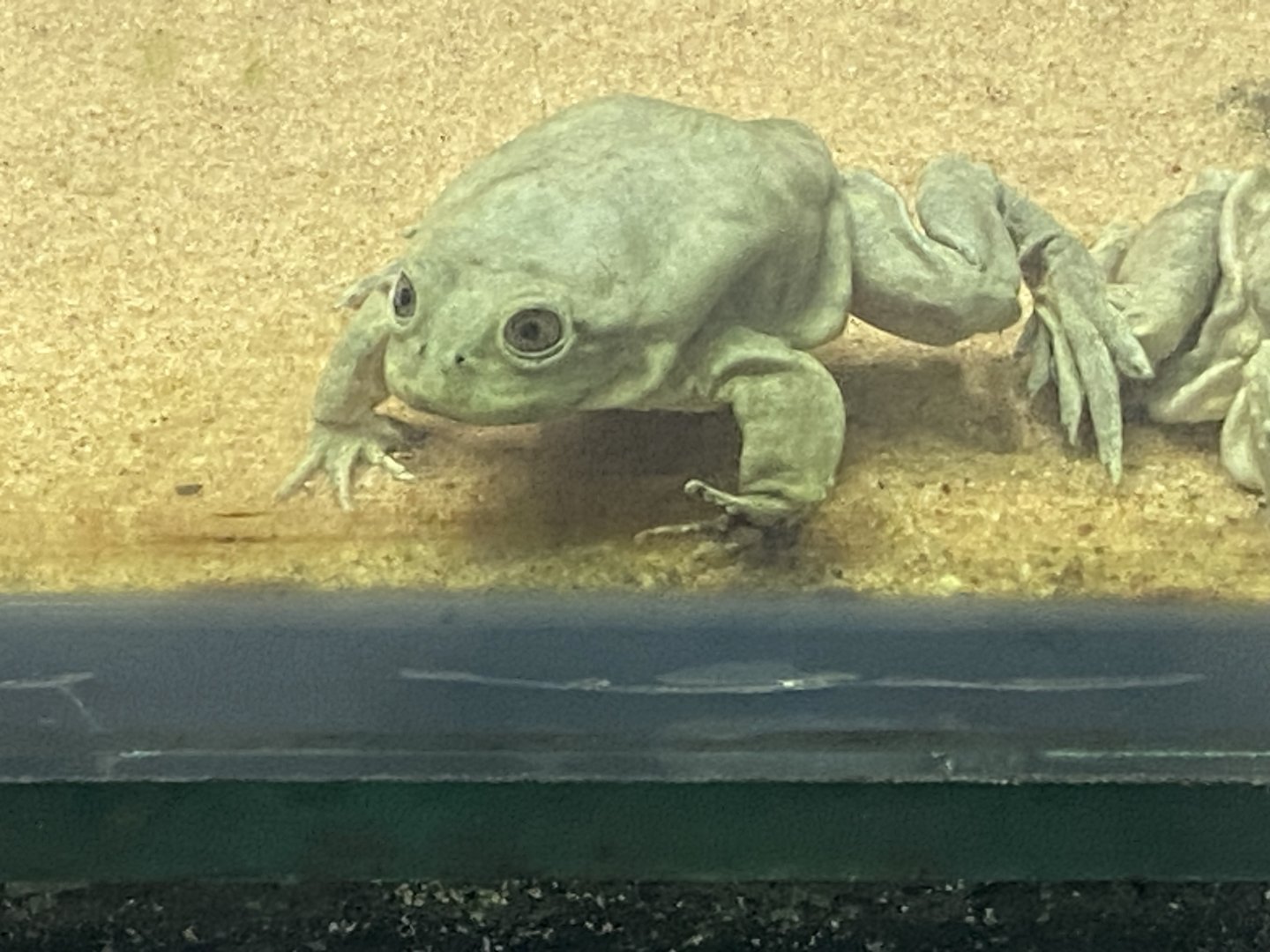 Amphibian Ark - Titicaca water frog 050224