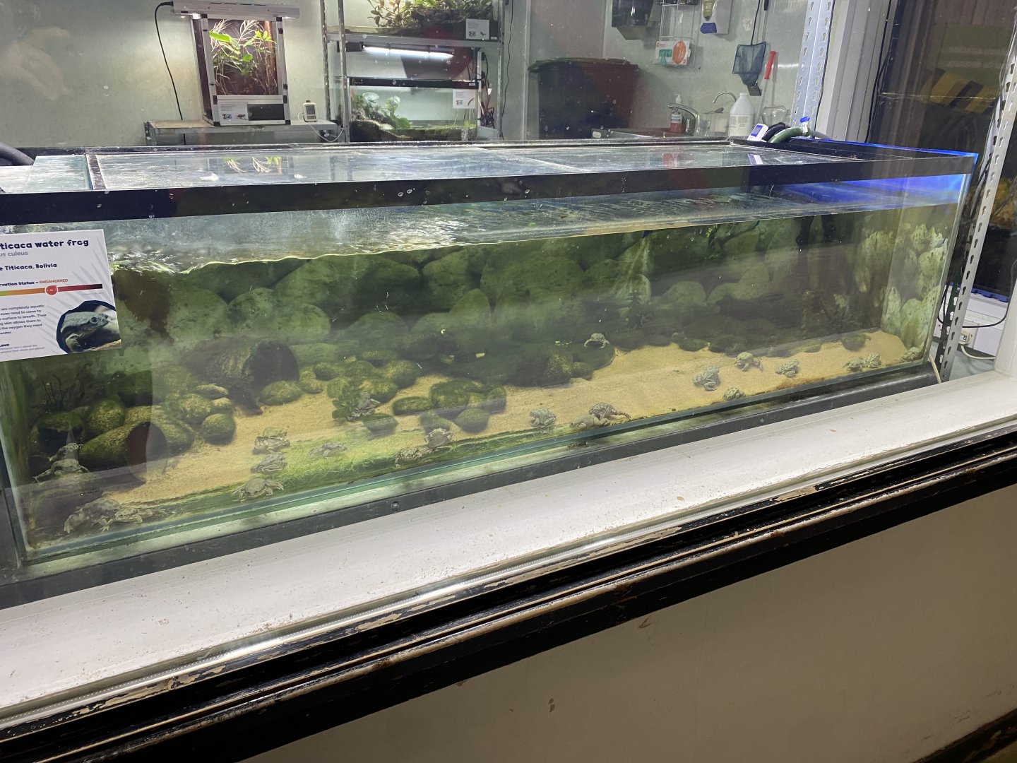 Amphibian Ark - Titicaca water frog exhibit 050224