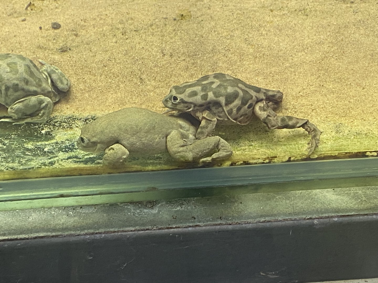 Amphibian Ark - Titicaca water frogs 050224