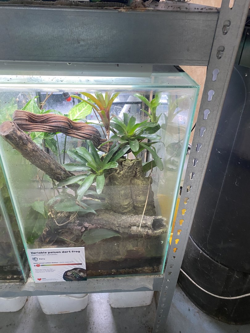 Amphibian Ark - Variable poison dart frog exhibit 050224