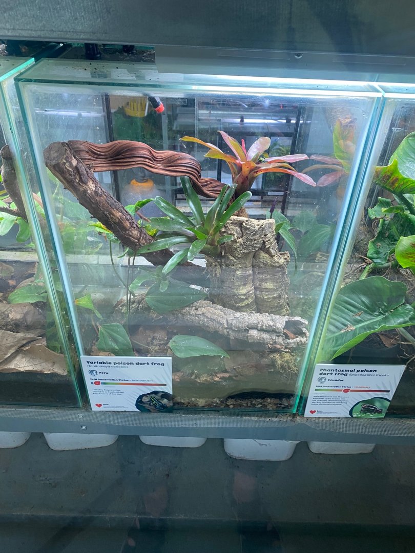 Amphibian Ark - Variable poison dart frog exhibit 290923