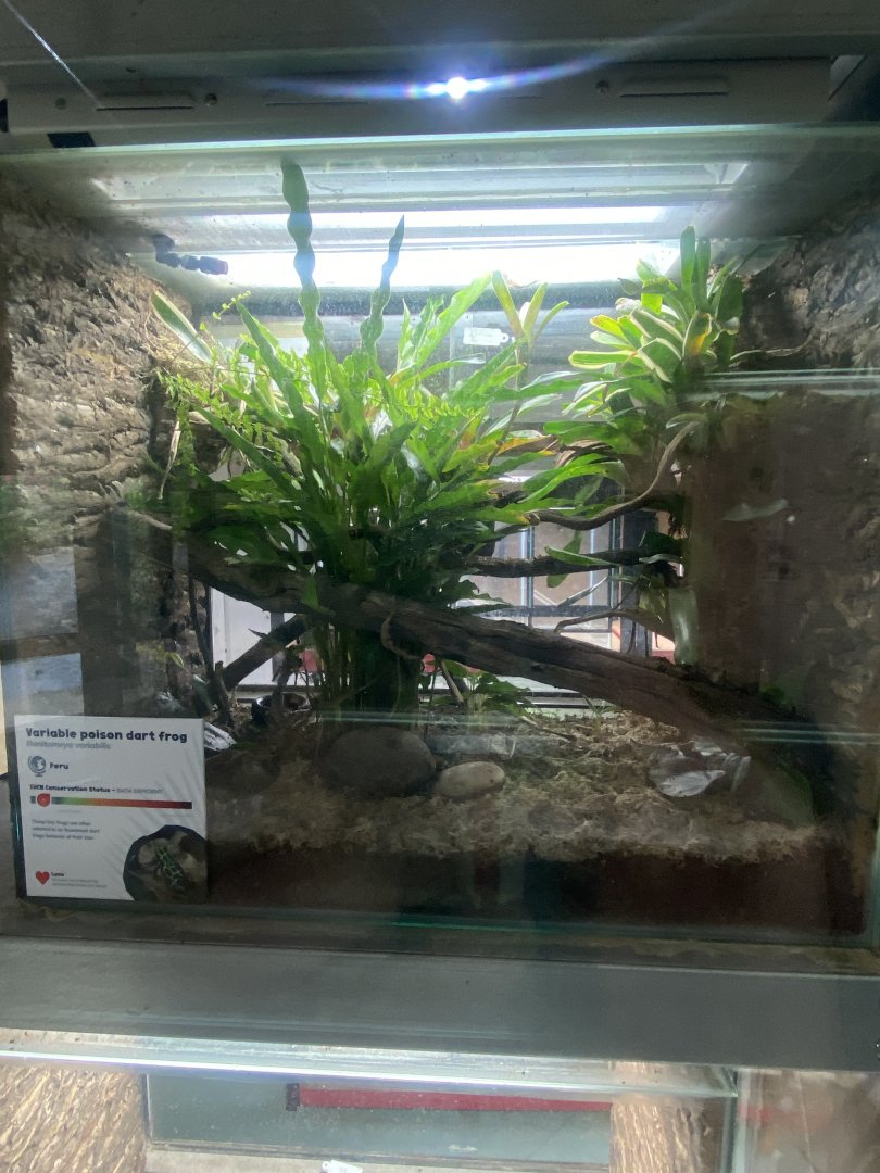 Amphibian Ark - Variable poison frogs exhibit 130624