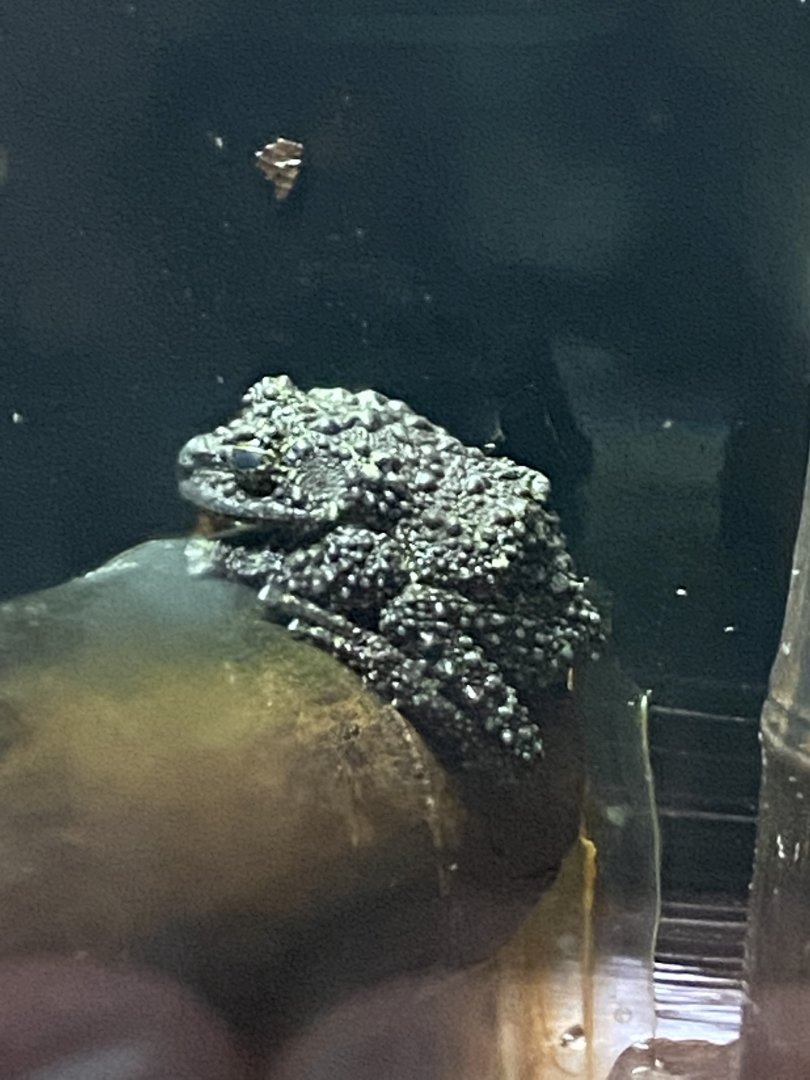 Amphibian Ark - Vietnamese mossy frog 181020