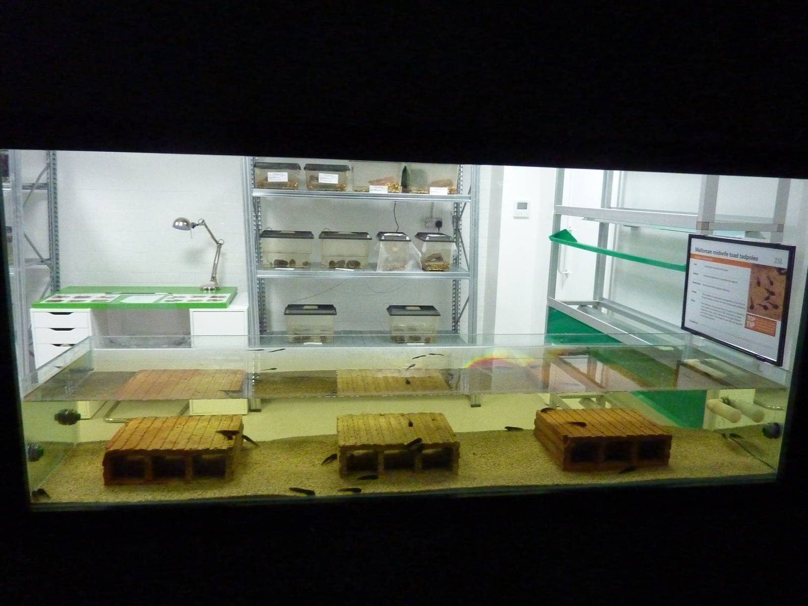 Amphibian breeding area, 30th September 2012.