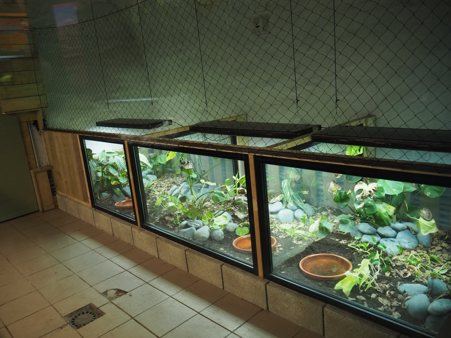 Amphibian breeding terraria, 2020-09-03