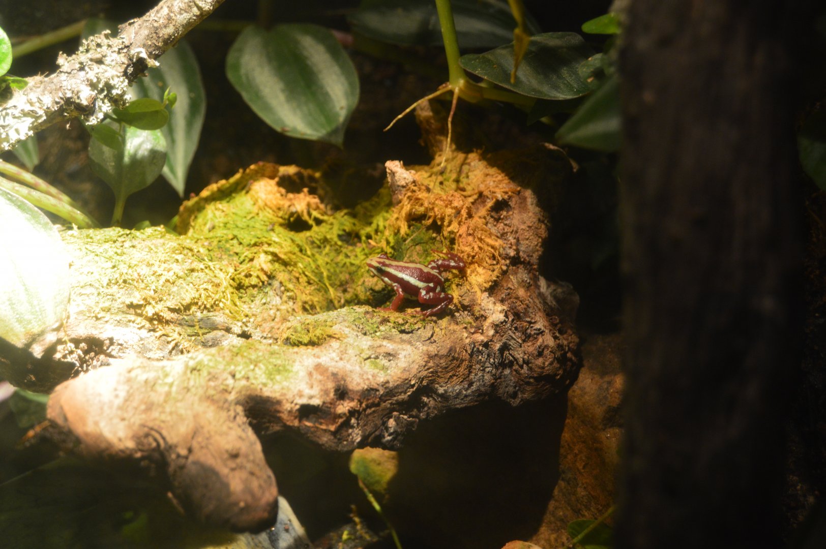 Amphibian Conservation Center - Anthony's Poison Arrow Frog
