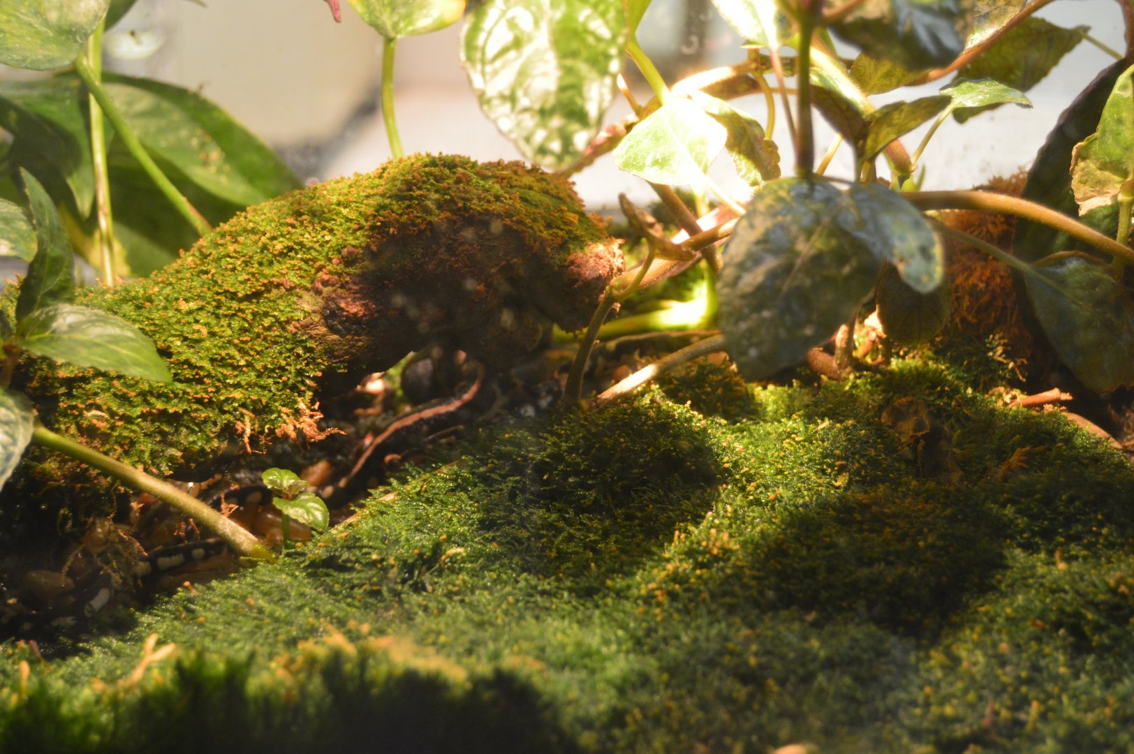 Amphibian Conservation Center - Kaiser Newt